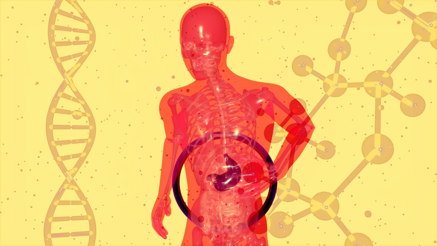 Image d'un corps humain transparent avec une cible autour du foie.